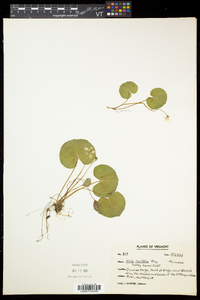 Viola renifolia image