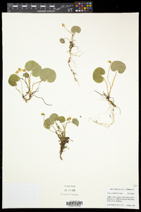 Viola renifolia image