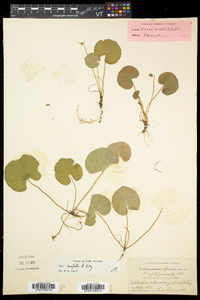 Viola renifolia image