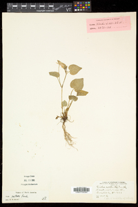 Viola rostrata image