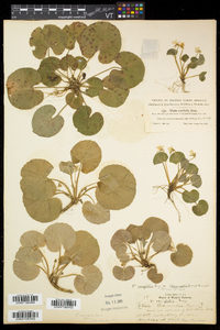 Viola renifolia image