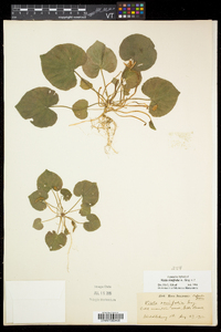 Viola renifolia image