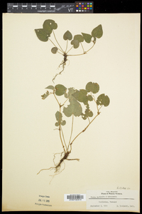 Viola malteana image
