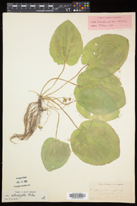 Viola rotundifolia image