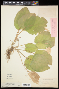 Viola rotundifolia image