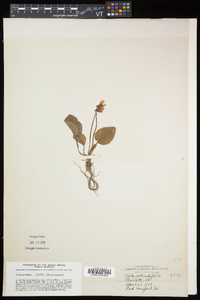 Viola rotundifolia image