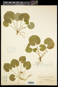 Viola renifolia image