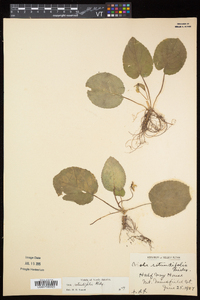 Viola rotundifolia image