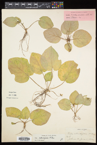 Viola rotundifolia image