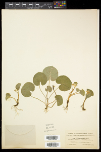 Viola renifolia image