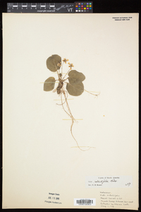 Viola rotundifolia image