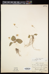 Viola rotundifolia image