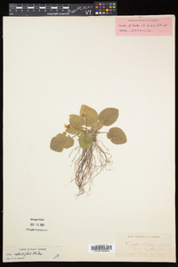 Viola rotundifolia image