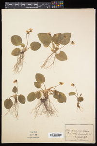 Viola rotundifolia image