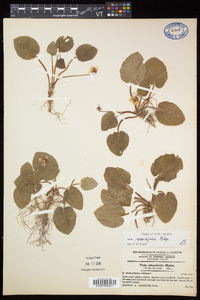 Viola rotundifolia image