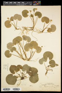 Viola renifolia image