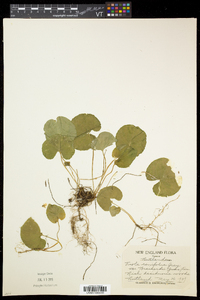 Viola renifolia image