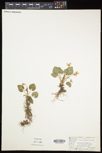 Viola selkirkii image