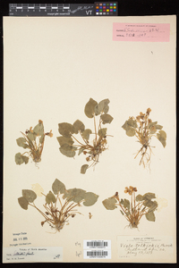 Viola selkirkii image