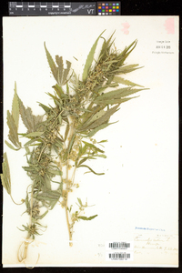 Cannabis sativa image