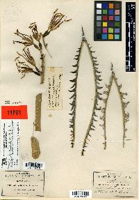Media resource of Agave horrida