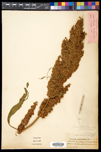 Rumex longifolius image