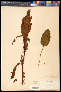 Rumex longifolius image