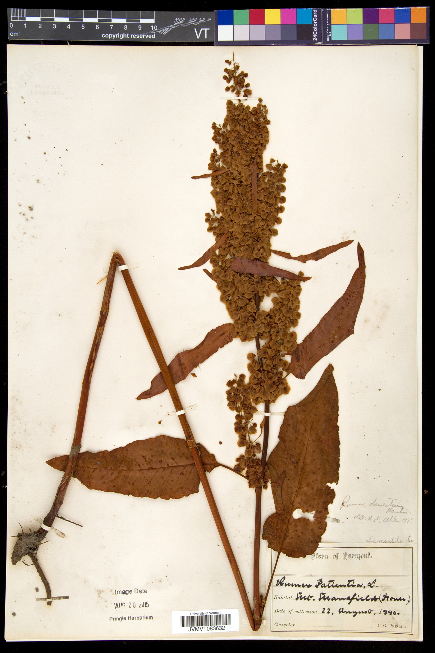 Rumex longifolius image