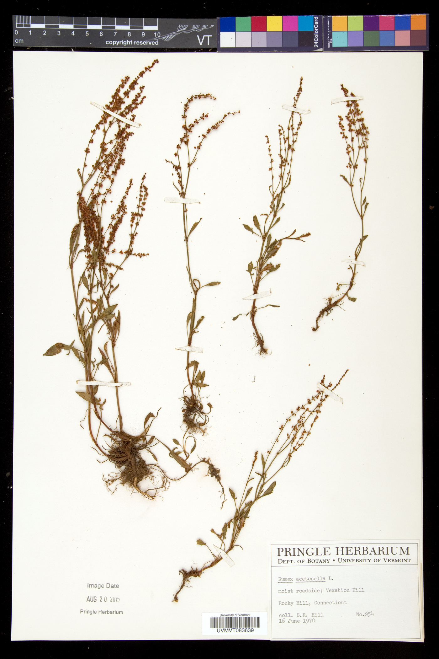 Rumex acetosella subsp. pyrenaicus image