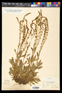 Rumex acetosella subsp. pyrenaicus image