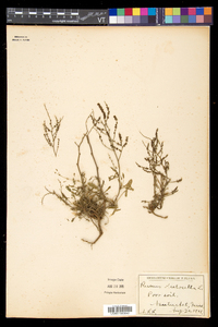 Rumex acetosella subsp. pyrenaicus image