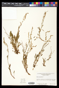 Rumex acetosella subsp. pyrenaicus image