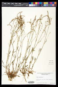 Rumex acetosella subsp. pyrenaicus image