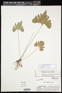 Viola subsinuata image