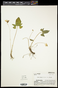 Viola palmata image