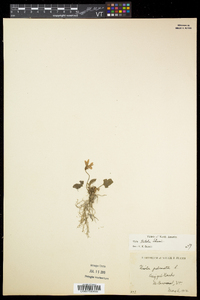 Viola palmata image