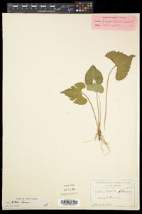 Viola palmata image