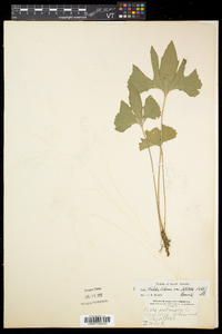 Viola palmata image