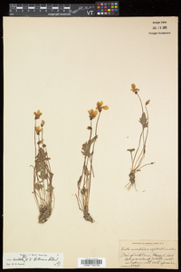 Viola notabilis image