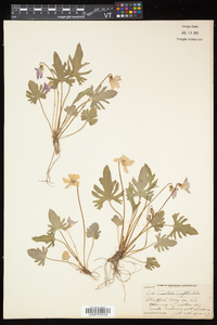 Viola notabilis image