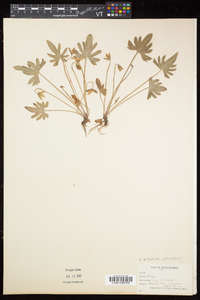 Viola brittoniana image