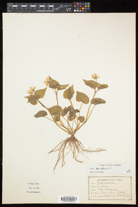 Viola canadensis var. canadensis image