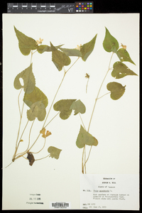 Viola canadensis var. canadensis image