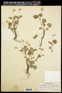 Viola malteana image