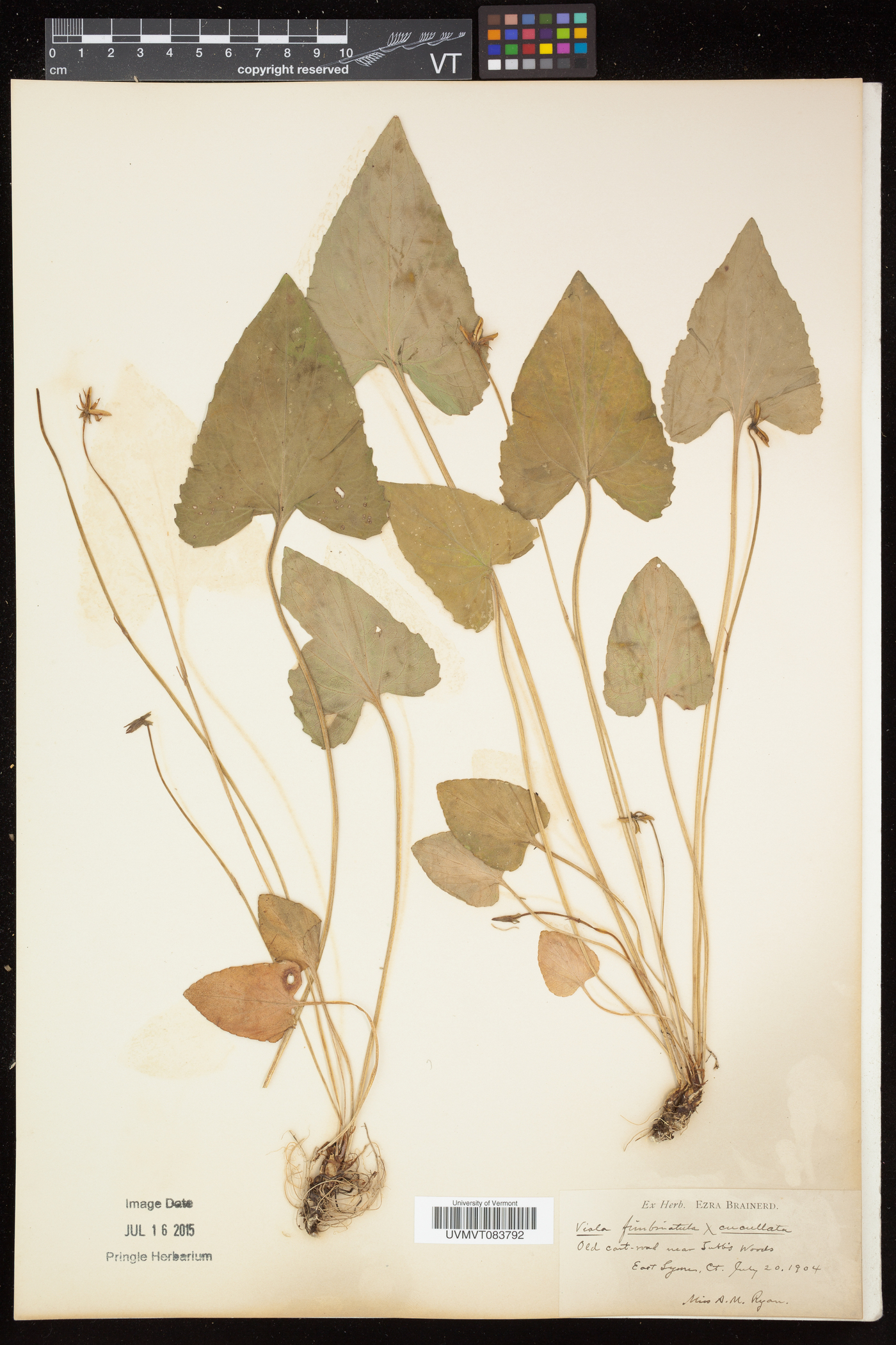 Viola × porteriana image