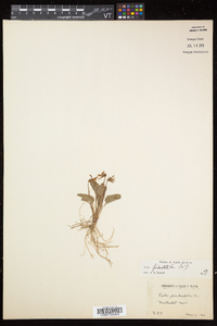 Viola sagittata var. ovata image
