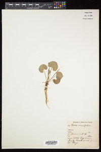 Viola renifolia image