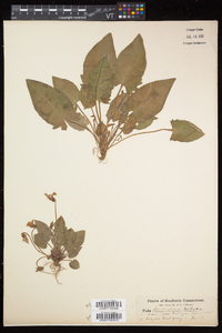 Viola robinsoniana image