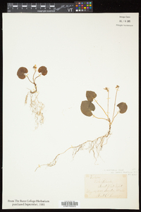 Viola pallens image