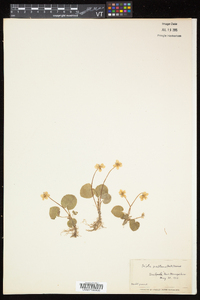 Viola pallens image